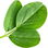 Fenugreek