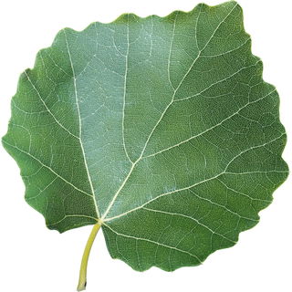 Espe