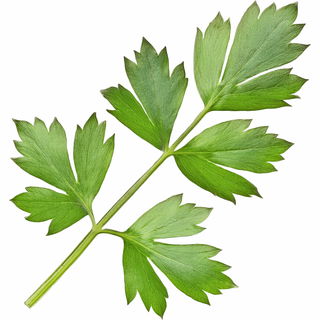 Liebstöckel