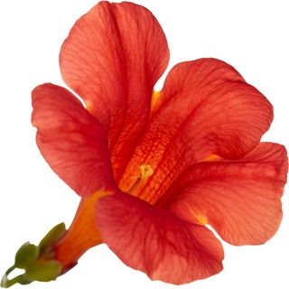 Trumpet vine