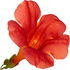 Trumpet vine