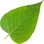 Lilac leaf