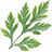 Artemisia