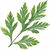 Artemisia