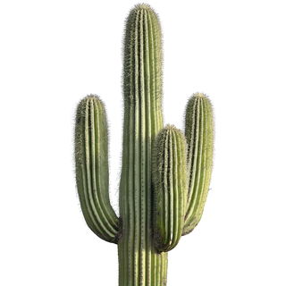 Saguaro