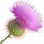 Distel
