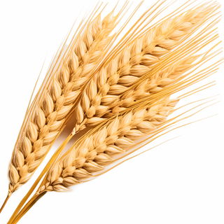 Grain