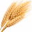 Grain