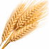 Grain