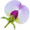 Erbsenblüte