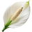 Peace lily
