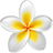 Frangipani
