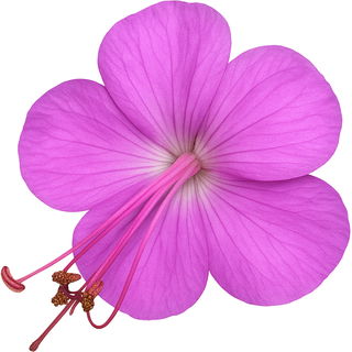 Bulgarian geranium