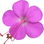 Bulgarian geranium