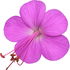 Bulgarian geranium