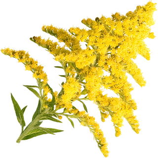 Goldenrod
