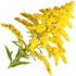 Goldenrod