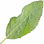 Costmary