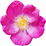 Rosa rugosa