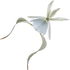 Geisterorchidee