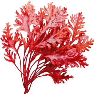 roter Seetang