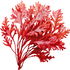 roter Seetang