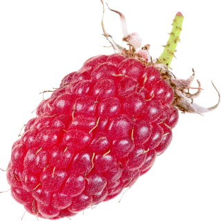 Tayberry