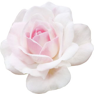 City of London rose