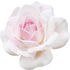 City of London rose