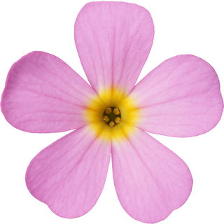 Alpine rock-jasmine