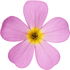 Alpine rock-jasmine