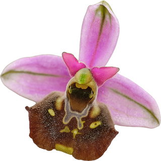 Engadin orchid