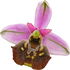 Engadin orchid