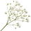 Baby's breath
