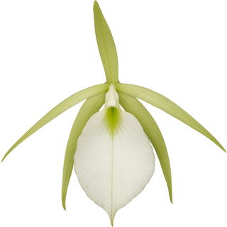 Brassavola nodosa
