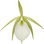 Brassavola nodosa