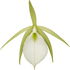 Brassavola nodosa