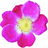 Essig-Rose