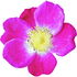 Essig-Rose