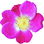 Essig-Rose Absolue