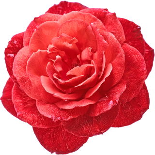 Hot Cocoa rose