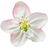 Apfelblüte