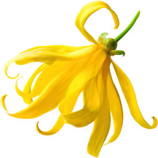 Papua-Ylang-Ylang