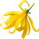 Ylang-Ylang