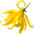 Ylang-Ylang