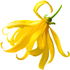 Papua-Ylang-Ylang