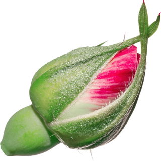 marokkanische Rosenknospe