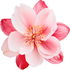 Oriental blossoms