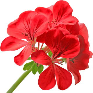 Pelargonium