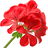 Pelargonie